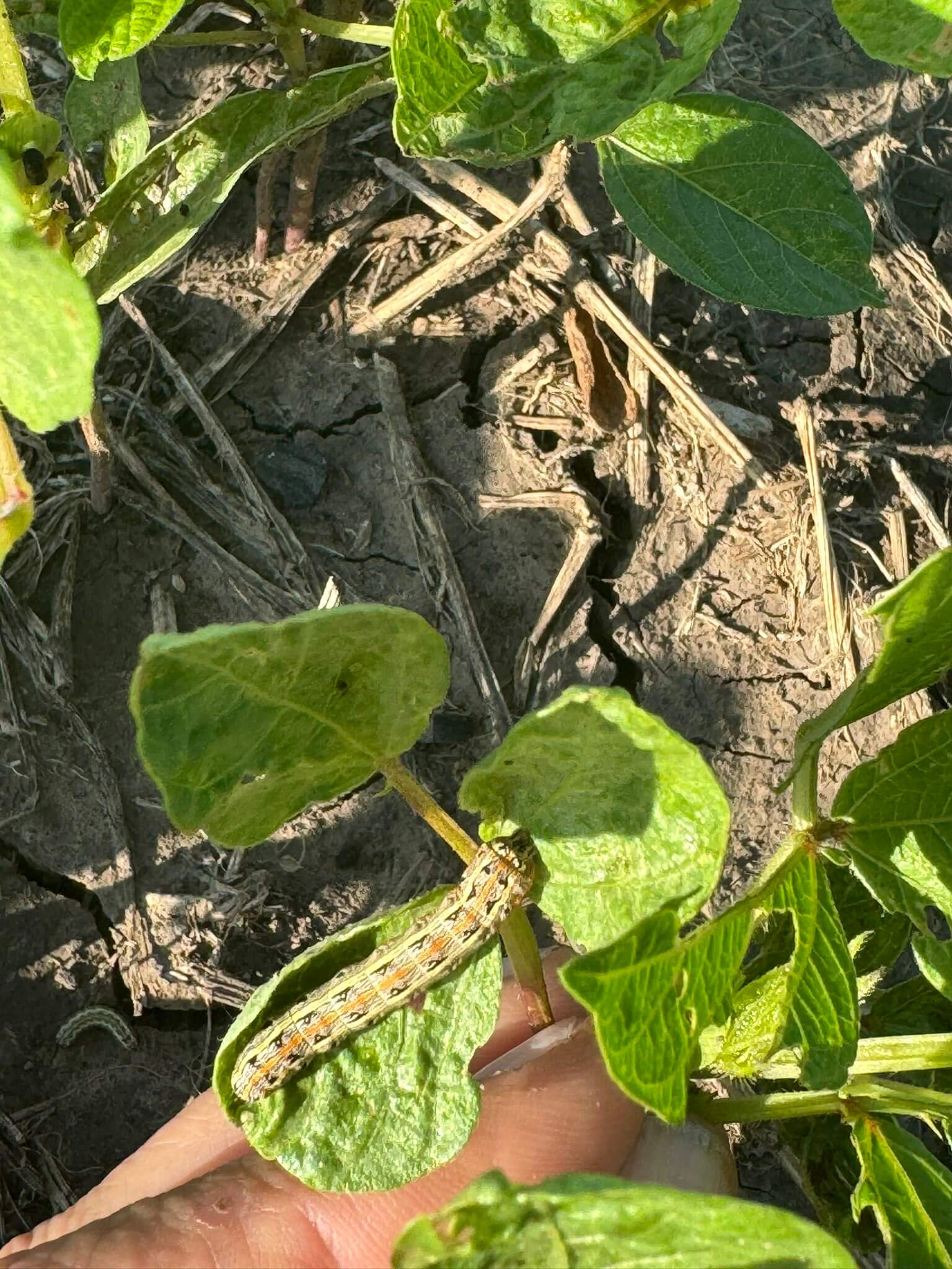 El Niño, ausente en Chaco: sigue la sequía y los productores piden ayuda a la gobernación 1 chaco 6