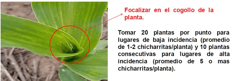 crea 1