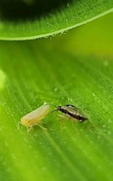 geocoris