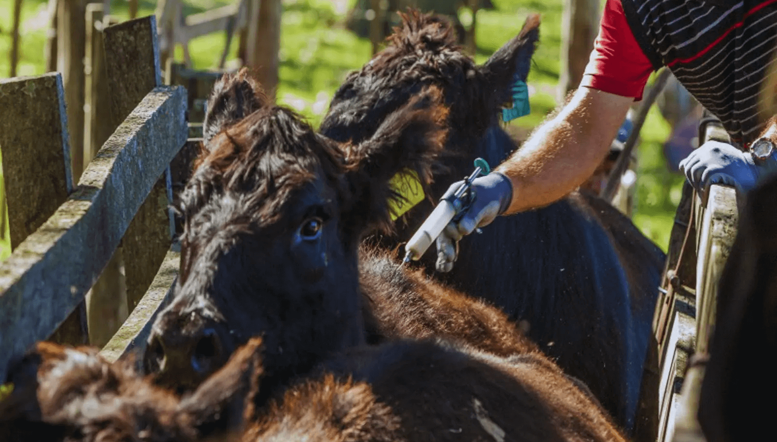 vacuna diarrea viral bovina