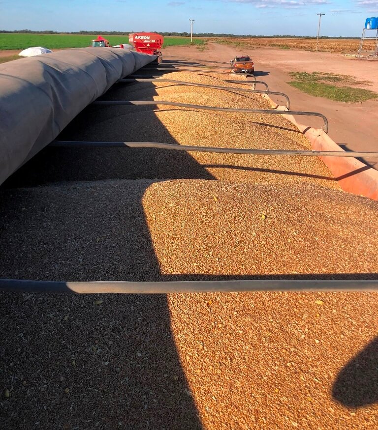Carga Camion Trigo Organico Cordoba 2023