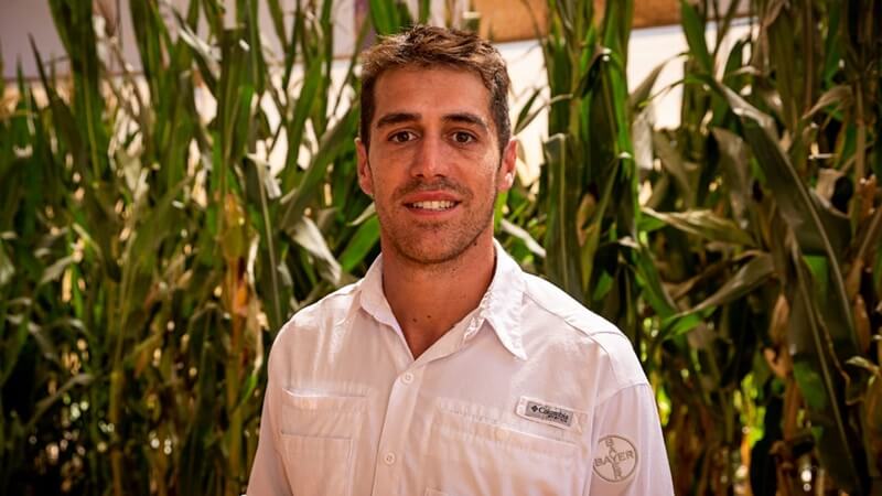 Con genética y manejo, el maíz puede enfrentar a la chicharrita y no perder productividad 1 MANUEL ARECO