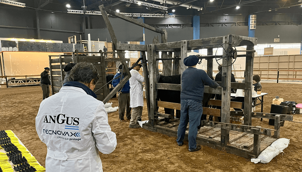 angus admision