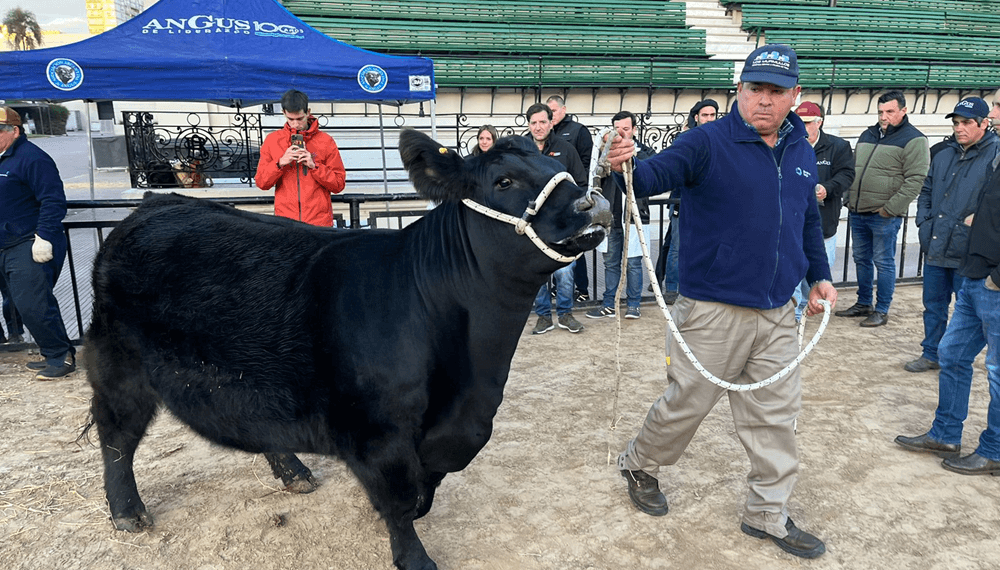 angus otono fiesta