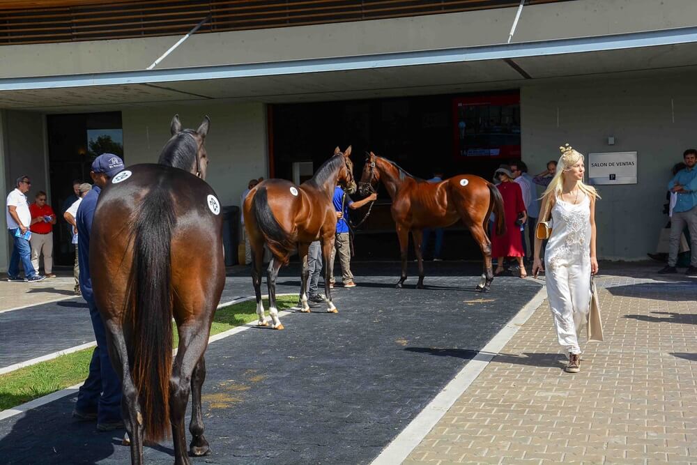 caballos en fila
