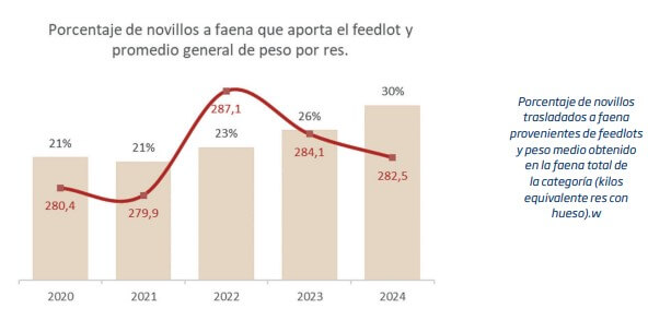 novillos feedlot