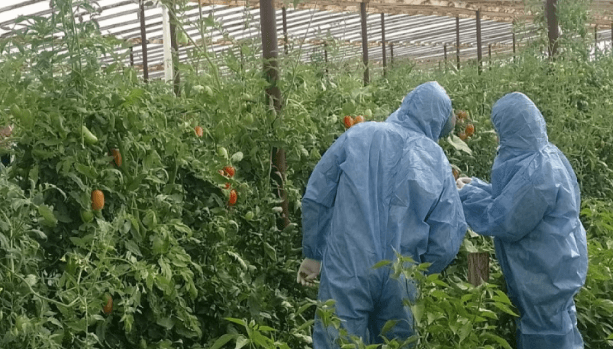 senasa tomate huerta