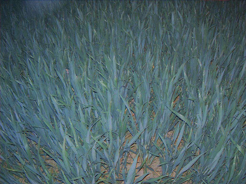 winter wheat night
