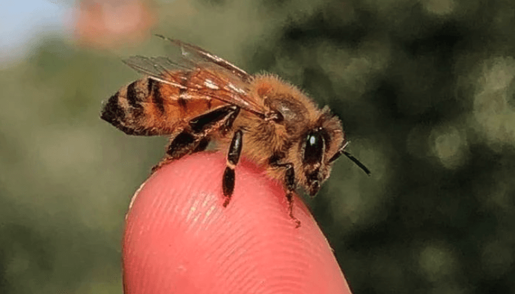 Abeja en el dedo