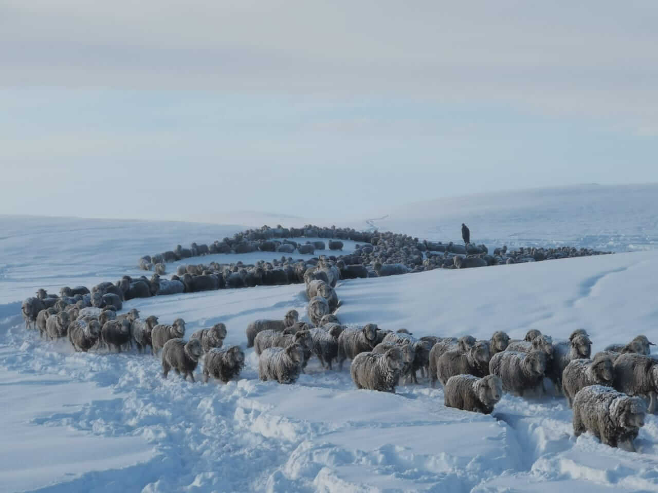 Nieve 1