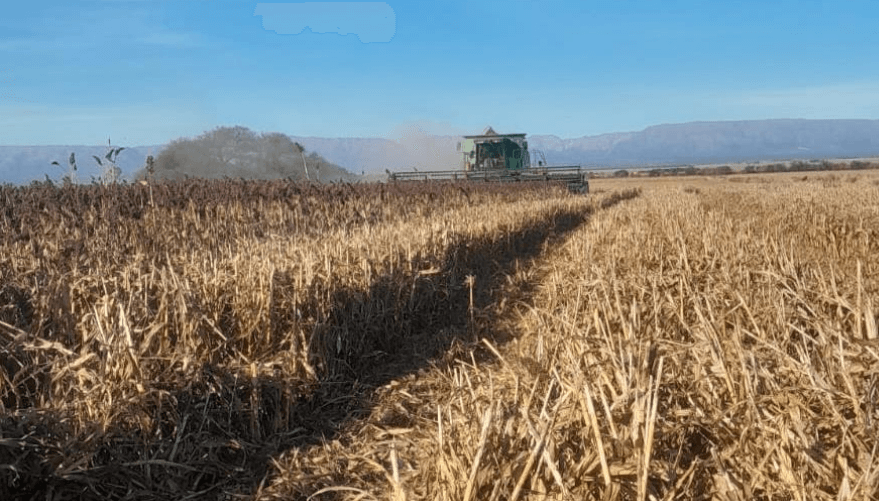 El sorprendente "boom" del trigo: no encuentra techo en las proyecciones de siembra 4 cosecha de sorgo bolsa ba