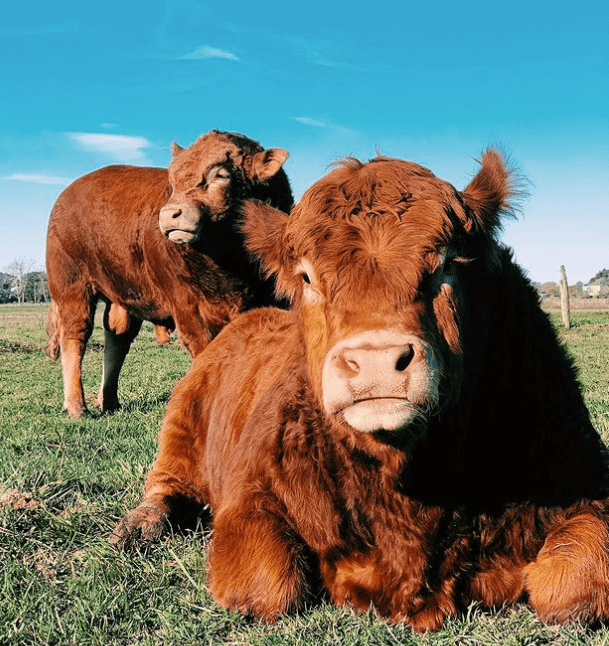 Mónica, de la adolescente que "odiaba el campo" a la cabañera que lleva 40 años criando bovinos Limousin 4 Animales03