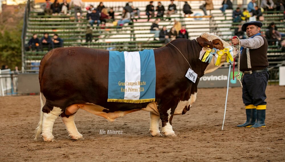 Los grandes campeones bovinos comenzaron a desfilar por la pista de Palermo 1 Braford