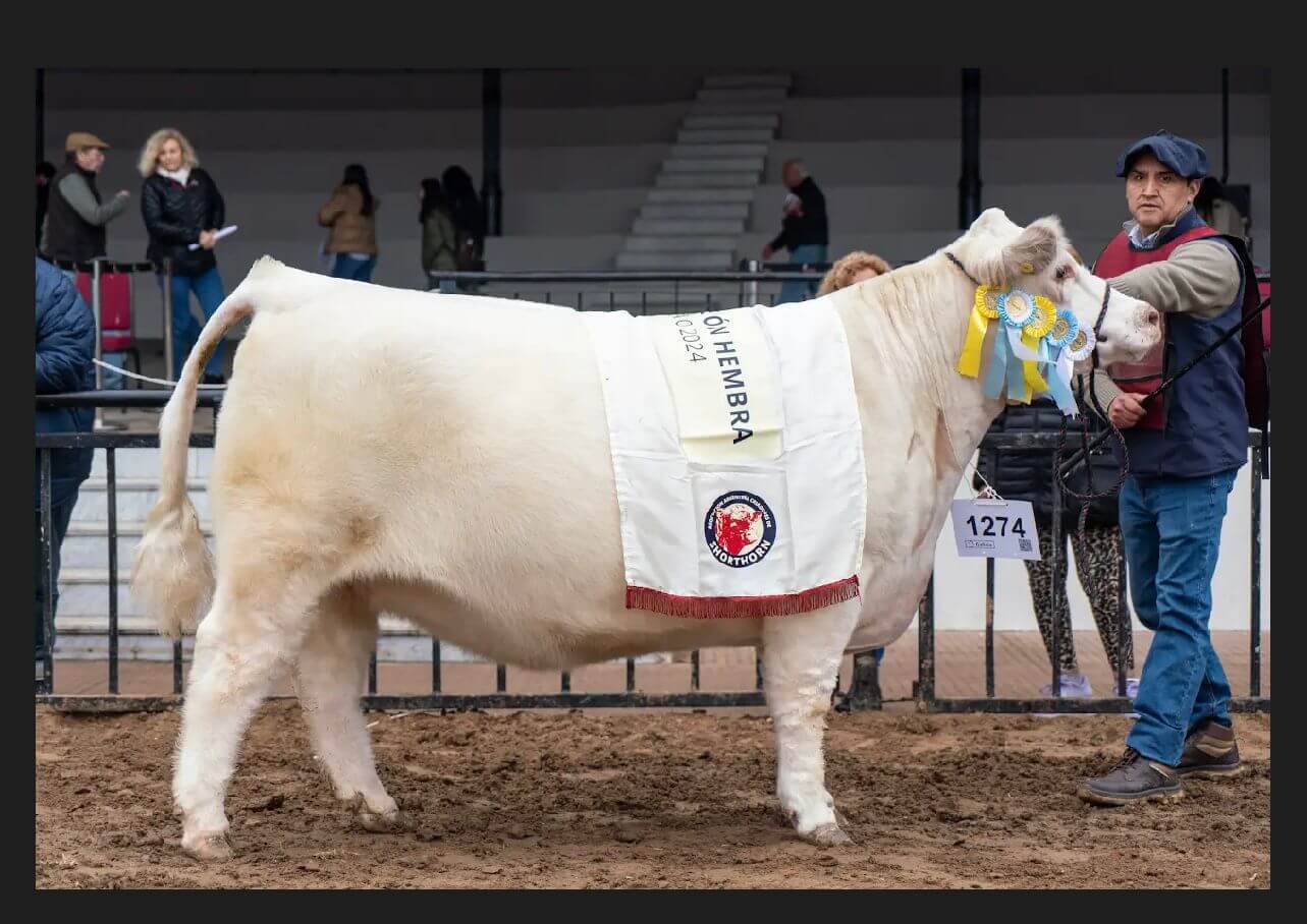Los grandes campeones bovinos comenzaron a desfilar por la pista de Palermo 2 GCH Shorthorn