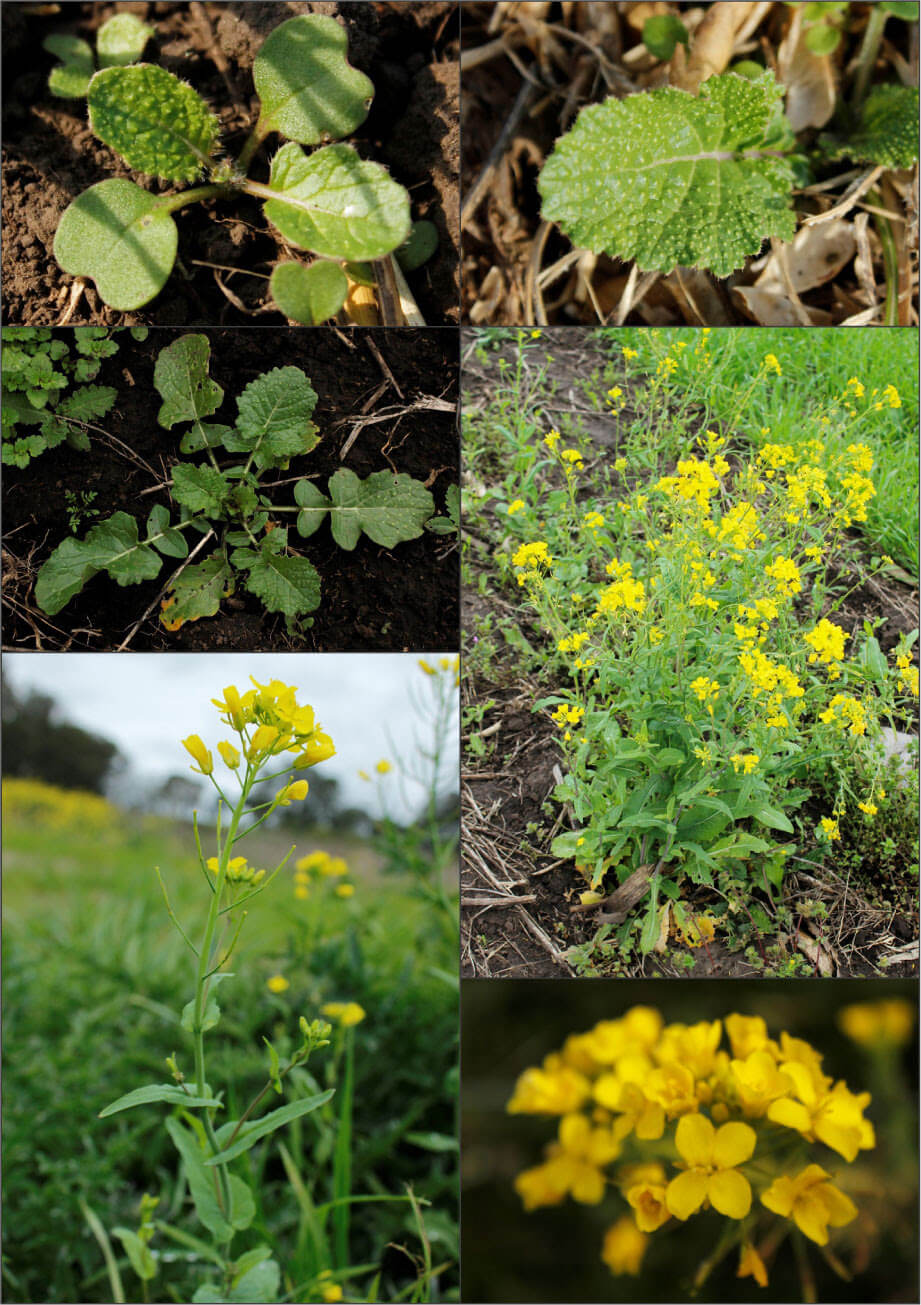 cruciferas