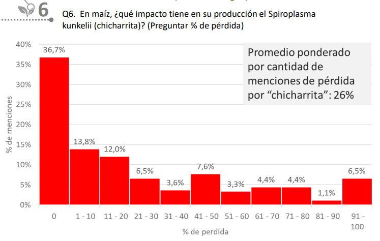 grafico chicharrita