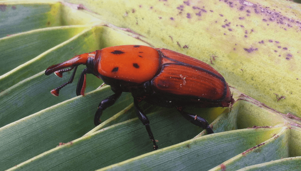 picudo rojo