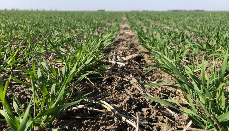 Panorama agrícola: terminó la cosecha de sorgo, el maíz 2024/25 da sus primeros pasos y el trigo está “latente” 1 trigo garciandia