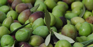 Día del Productor Agropecuario: cómo trabaja la empresa que quiere ser una de las 5 grandes del campo argentino 3 aceitunas