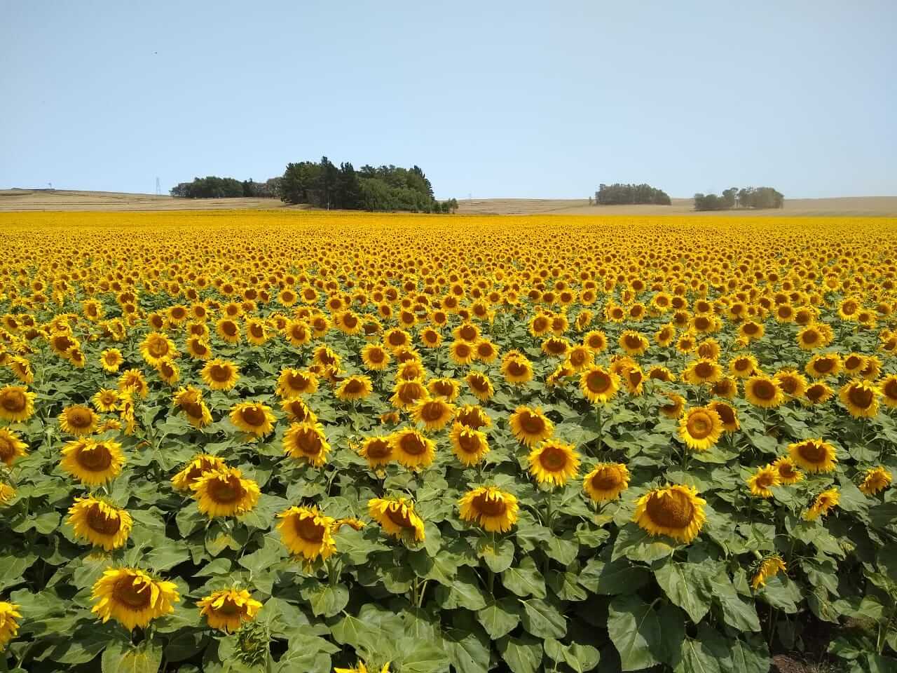 Día del Productor Agropecuario: cómo trabaja la empresa que quiere ser una de las 5 grandes del campo argentino 2 campos Girasol