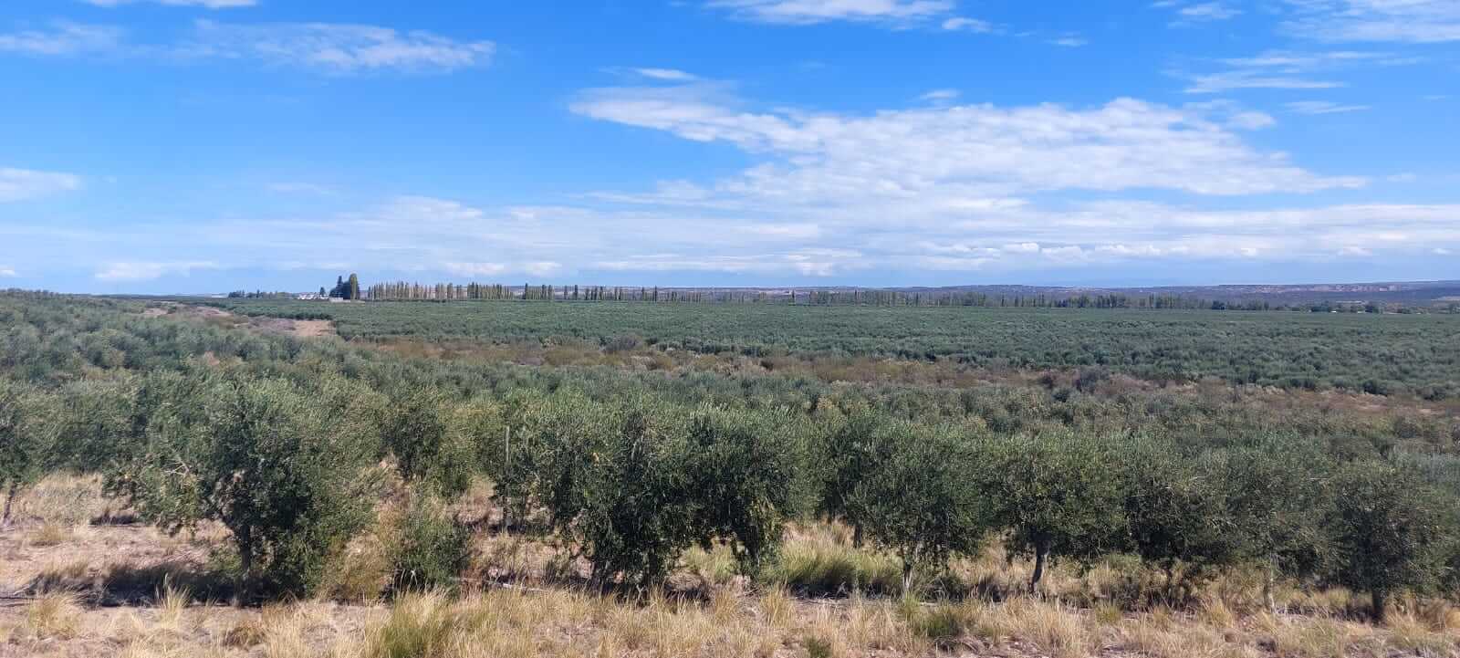Día del Productor Agropecuario: cómo trabaja la empresa que quiere ser una de las 5 grandes del campo argentino 4 finca Olivos 2023
