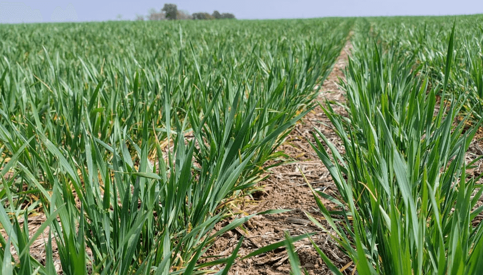 El trigo pierde toneladas, pero aún tiene chances de hacer una producción histórica 1 trigo villa maria