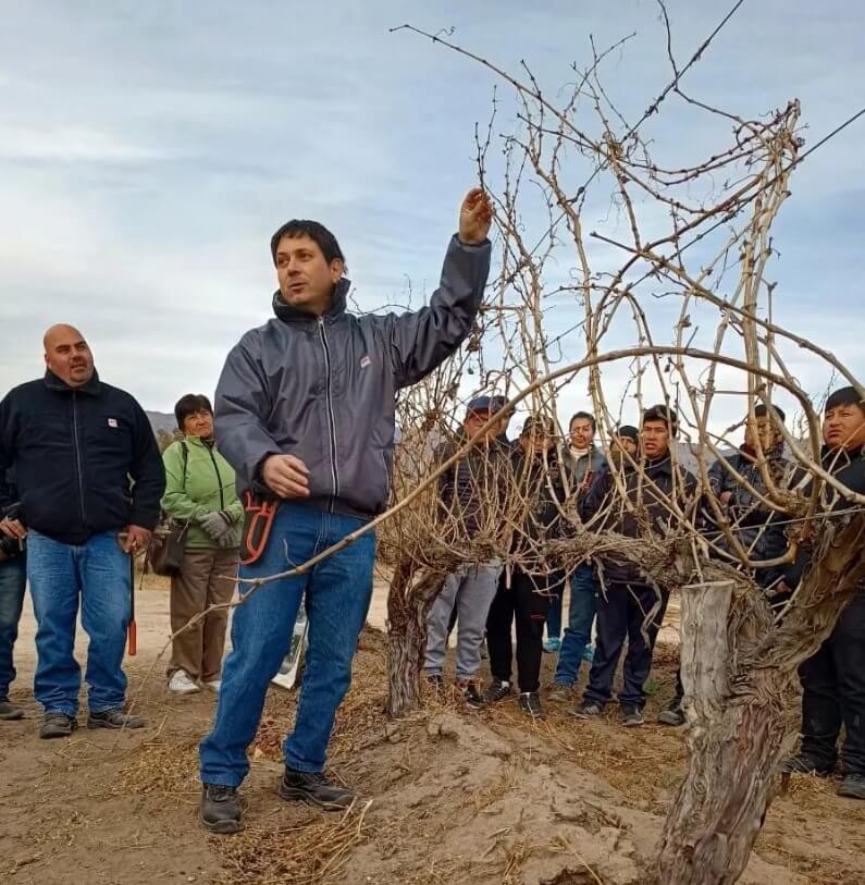Una cooperativa en Mendoza que es un "Toro": los secretos de una de las "fábricas" de vino más grandes del mundo 2 aliquo 2