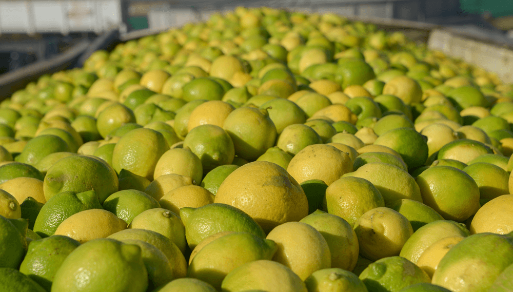 limones agricultura