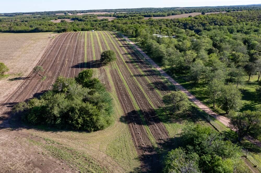 Al lado del maíz y la soja, sumó trufas negras y ahora impulsa una asociación argentina de truficultores 1 DJI 0425