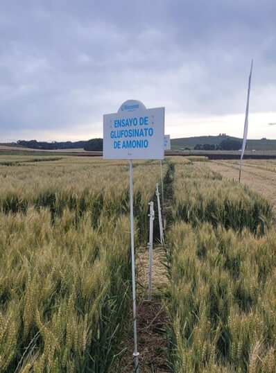 En Tandil, el trigo mostró todo su potencial para dar otro salto mediante la biotecnología 1 ENSAYO BIO