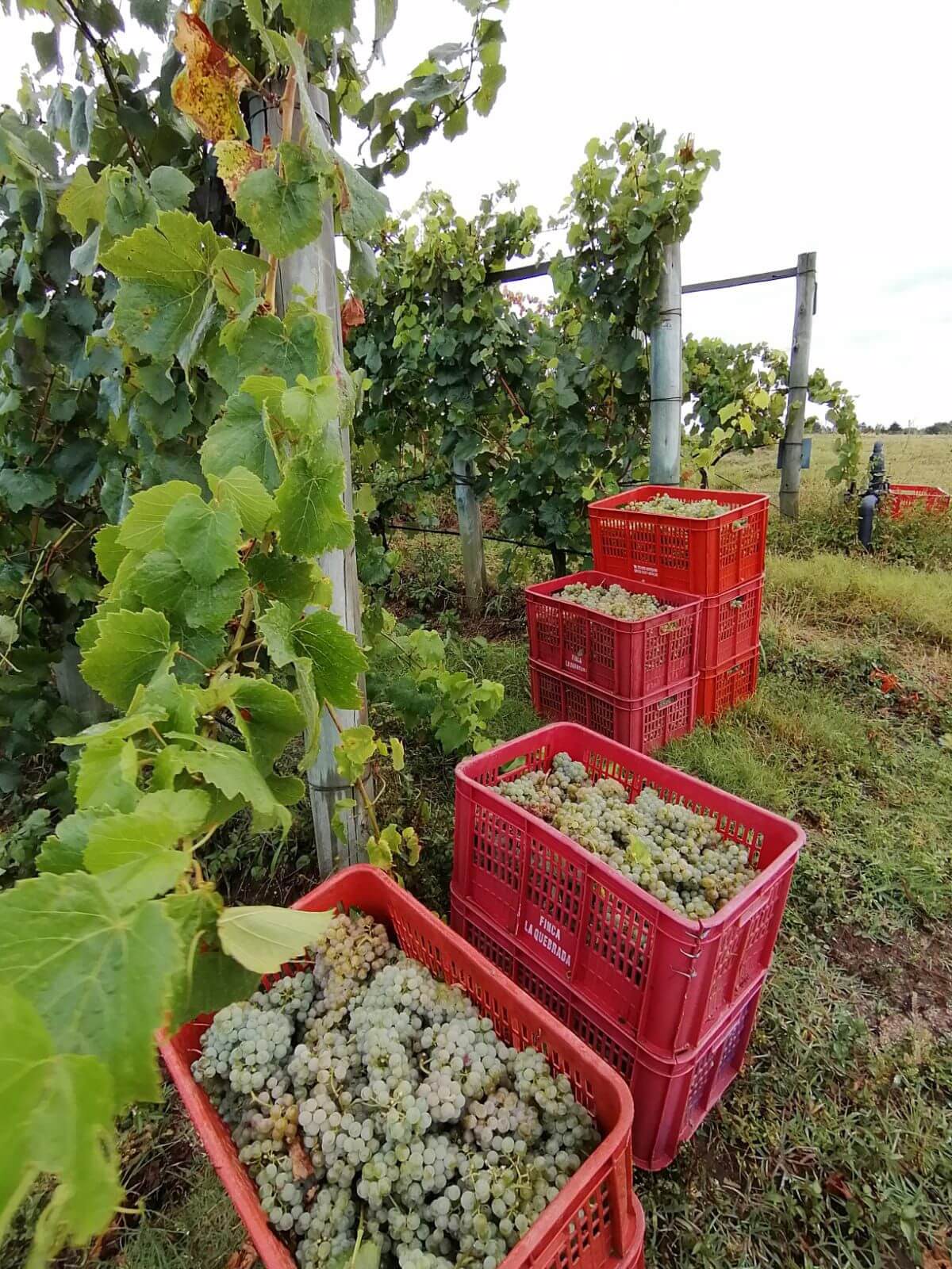 No es solo tannat: Uruguay apuesta por una “nueva” uva y por una producción de vino rumbo al mar 1 Vinos uruguay 3
