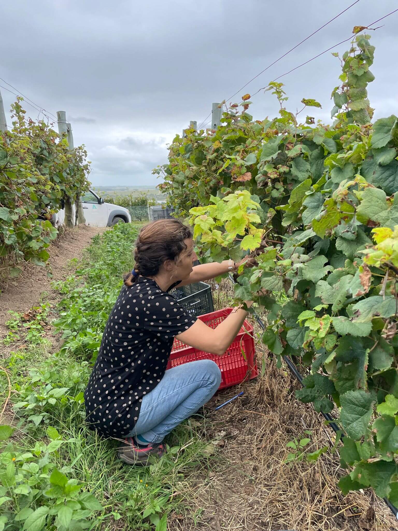 No es solo tannat: Uruguay apuesta por una “nueva” uva y por una producción de vino rumbo al mar 3 Vinos uruguay 4
