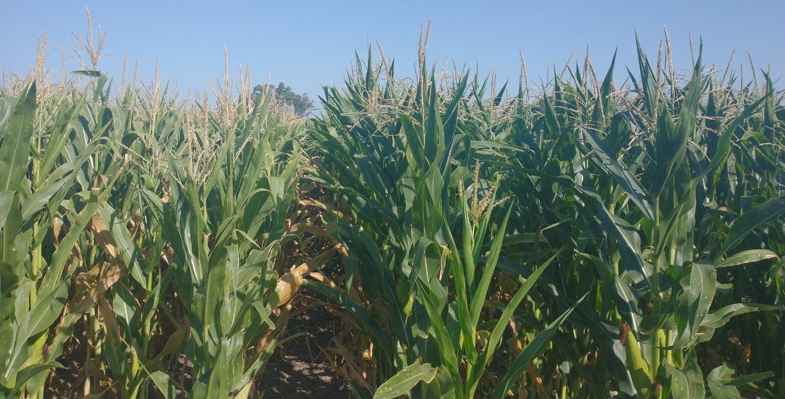 Nutrición eficiente: 5 beneficios de aplicar fertilizantes líquidos 2 WhatsApp Image 2024 12 23 at 14.23.01 1