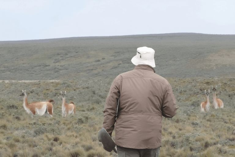 Ganadería regenerativa: en la Patagonia demostraron que el pastoreo rotativo mejora la "salud" de los suelos 1 guanacos