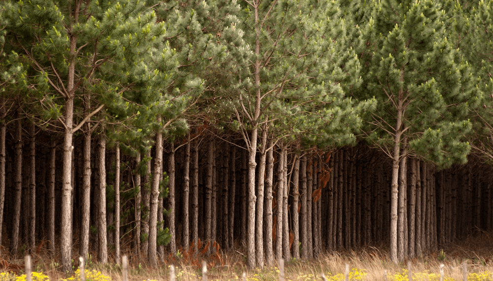 industria forestal arboles gobierno