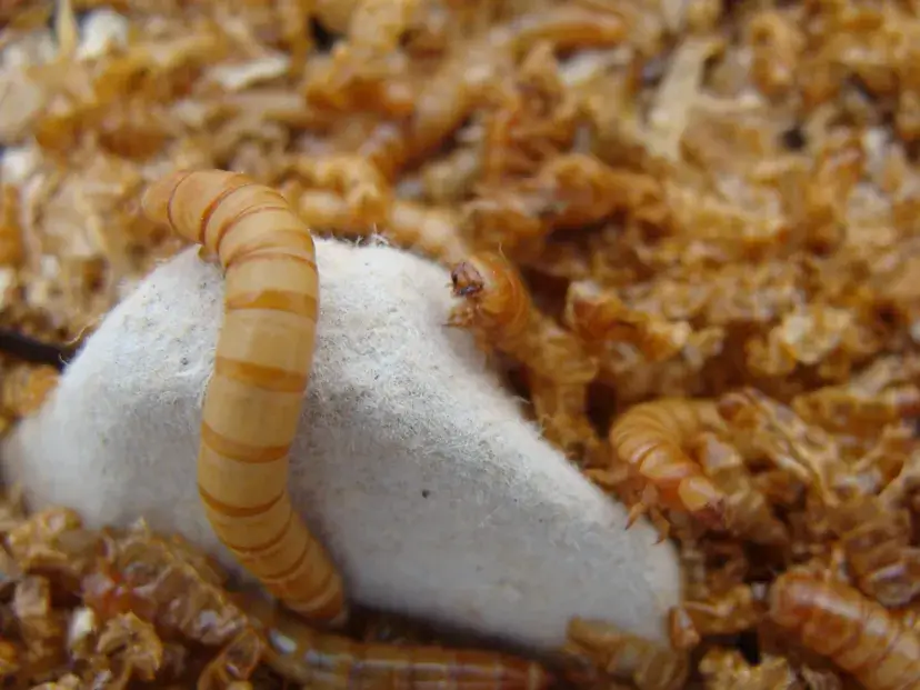 Insectos