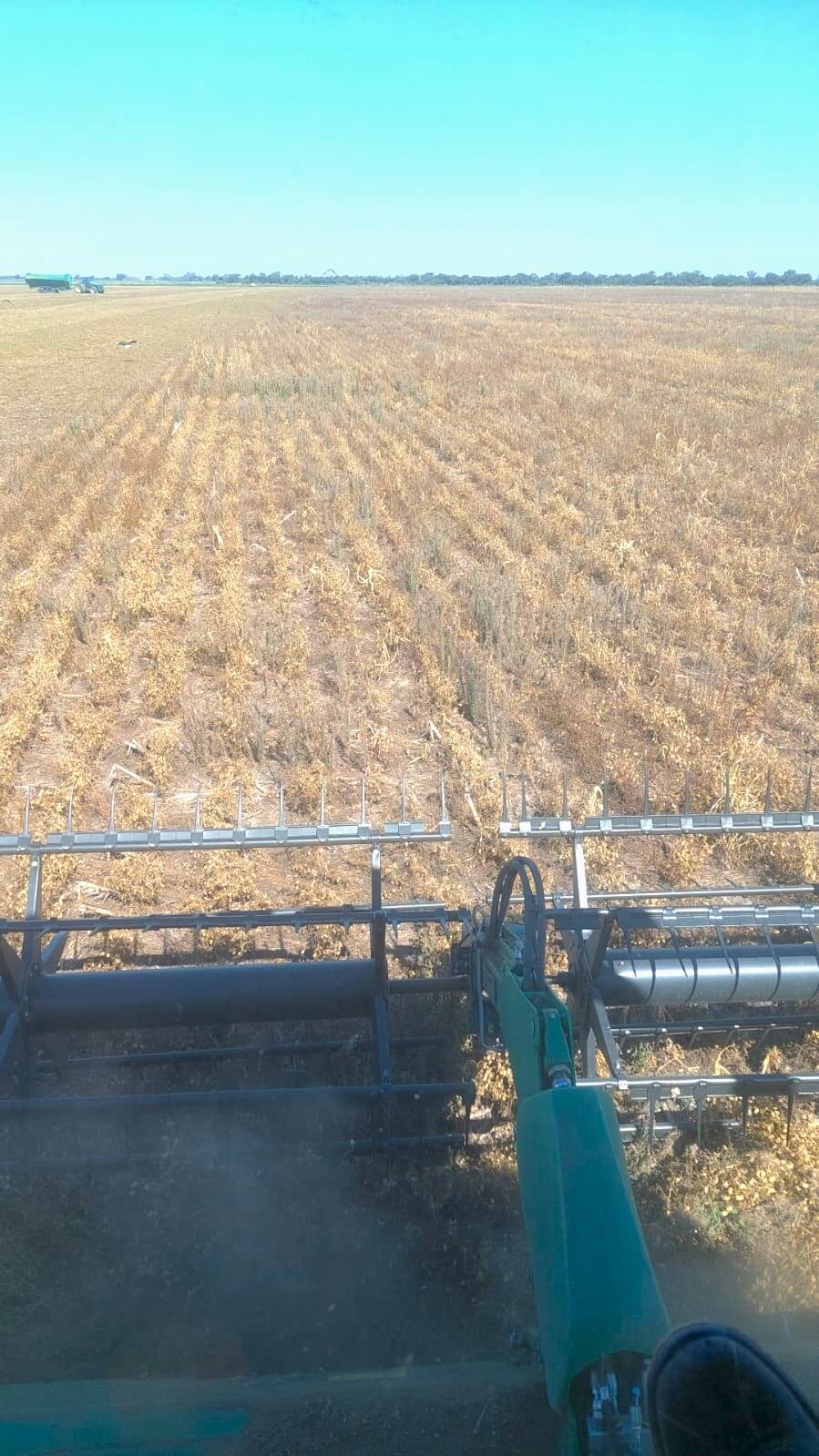 Tras varias campañas flojas, trigo y garbanzo cierran en Córdoba una cosecha con fuerte recuperación 4 cosecha garbanzo canada luque cba