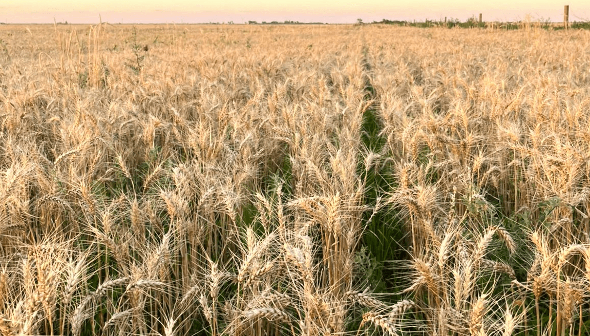 Cebada: el primer cultivo en terminar la cosecha 2024/25 cerró con un “empate” 3 trigo san basilio cba