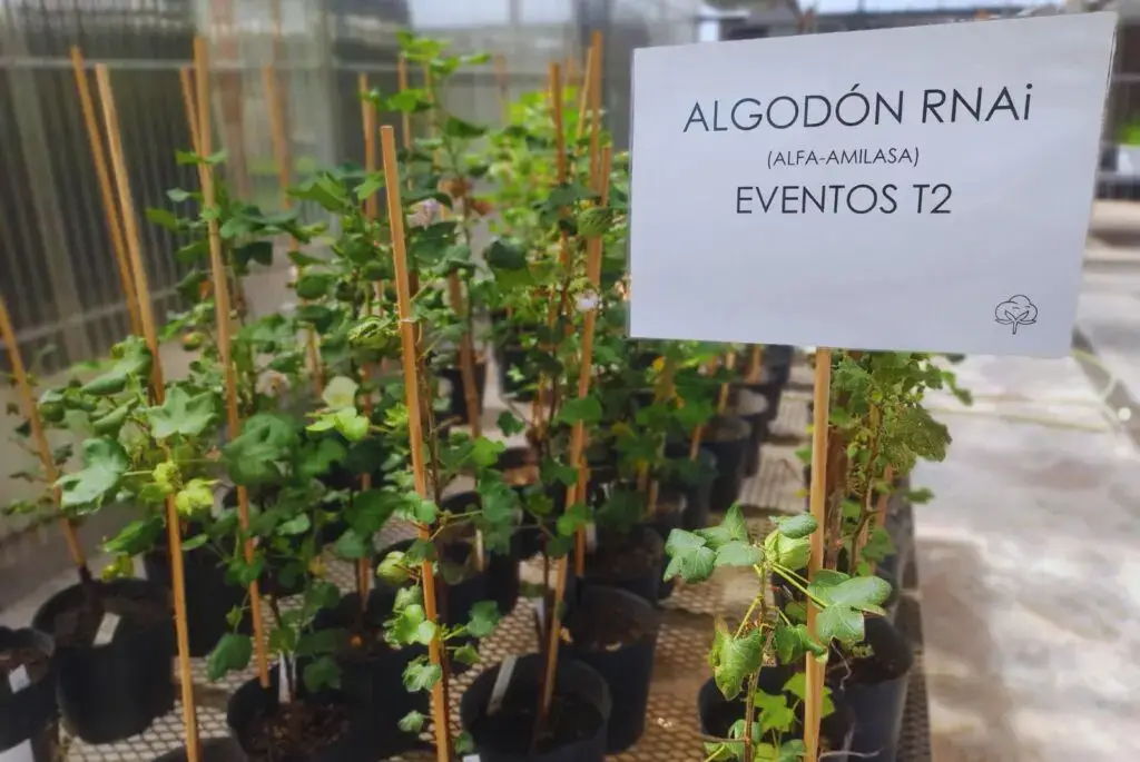 algodonpicudo 3