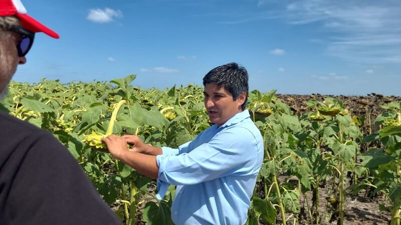 Desde el sudeste bonaerense, el girasol va por un nuevo salto en productividad y sanidad 1 mb 1