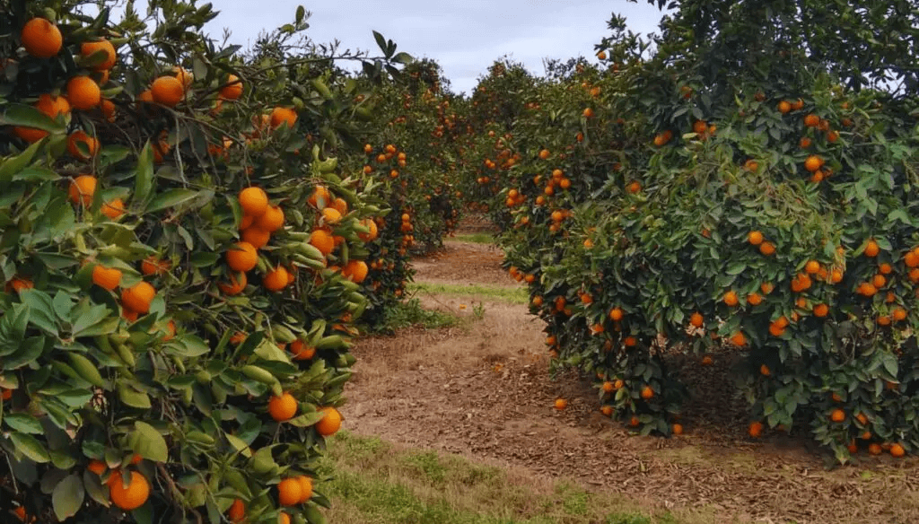 naranjas inta polinizacion