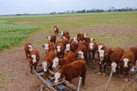 pasturas 1