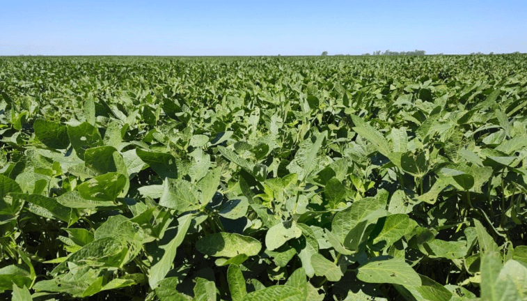 soja llenando grano la pampa