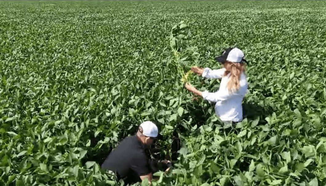 soja productores asesores adama
