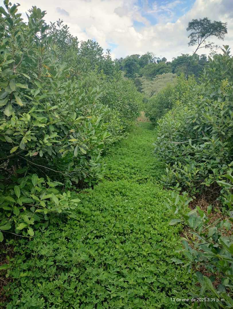 yerba mate cubierta verde