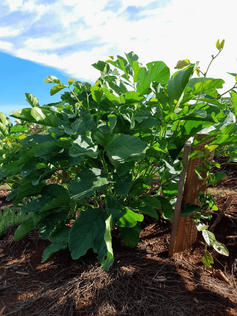yerba mate plantita
