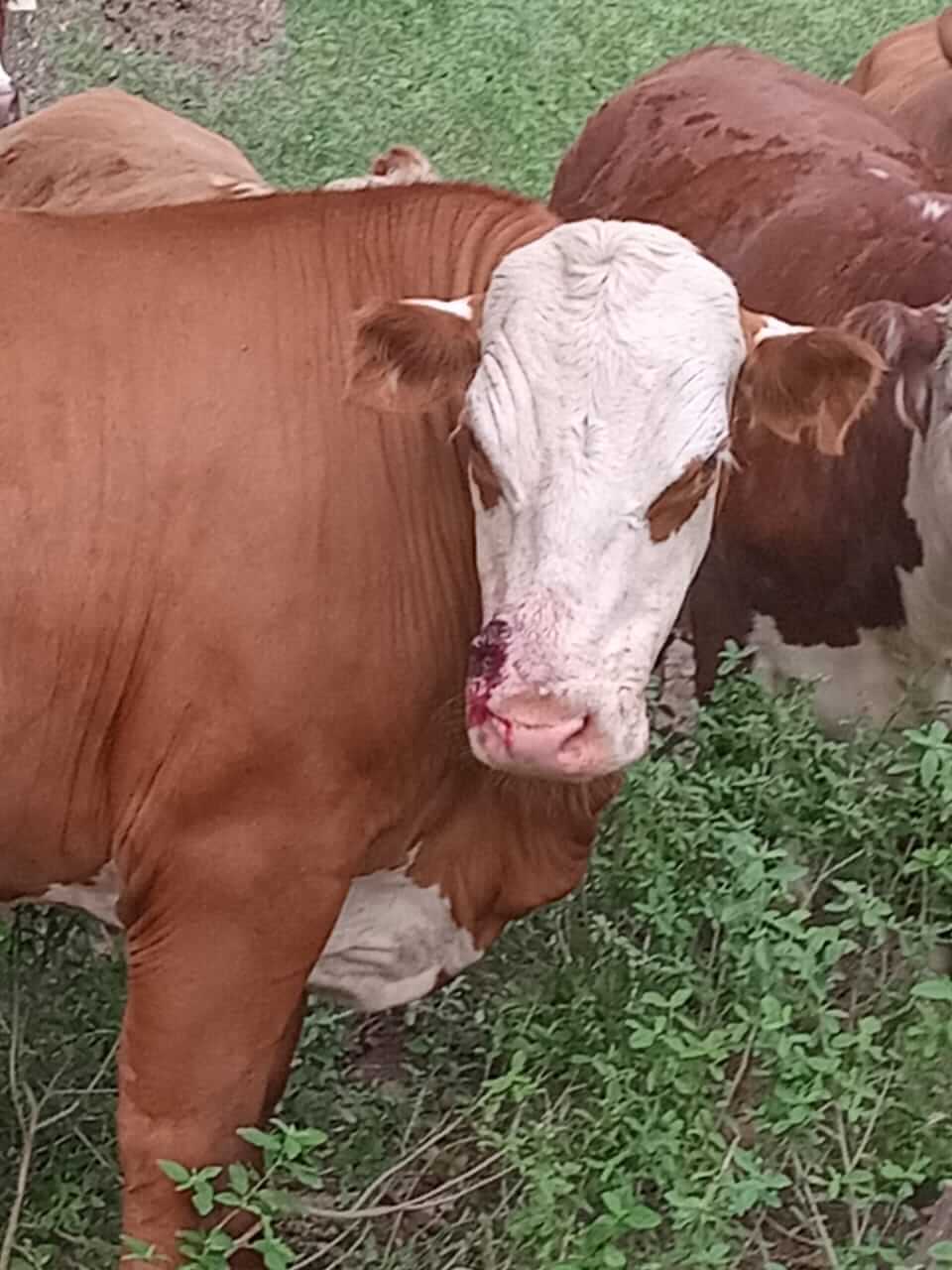 vaca danada abigeato