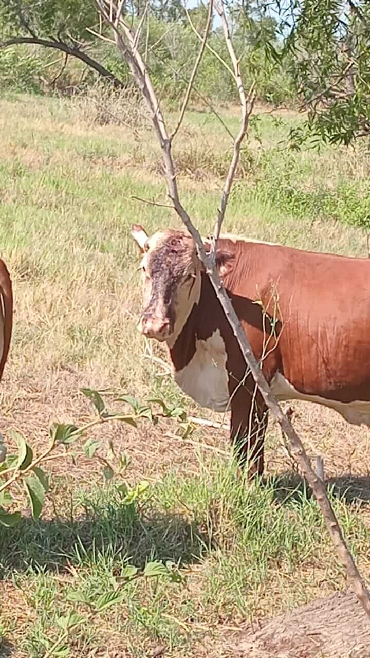 vaca sangre abigeato