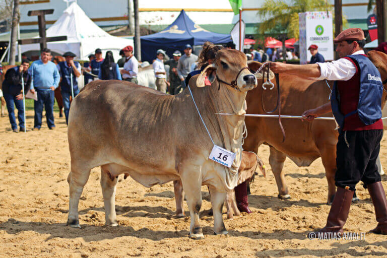 brahman vaquillona
