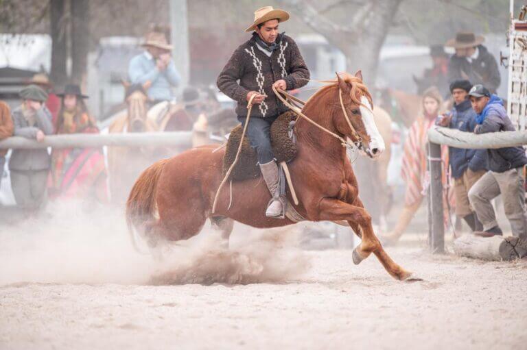 caballo criollo